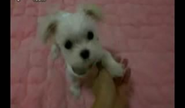 可爱的小狗视频,小狗视频里的欢乐时光